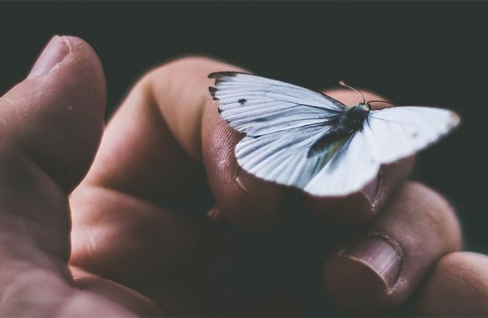 Nguy cơ một cuộc tuyệt chủng hàng loạt mới đang bắt đầu - 1