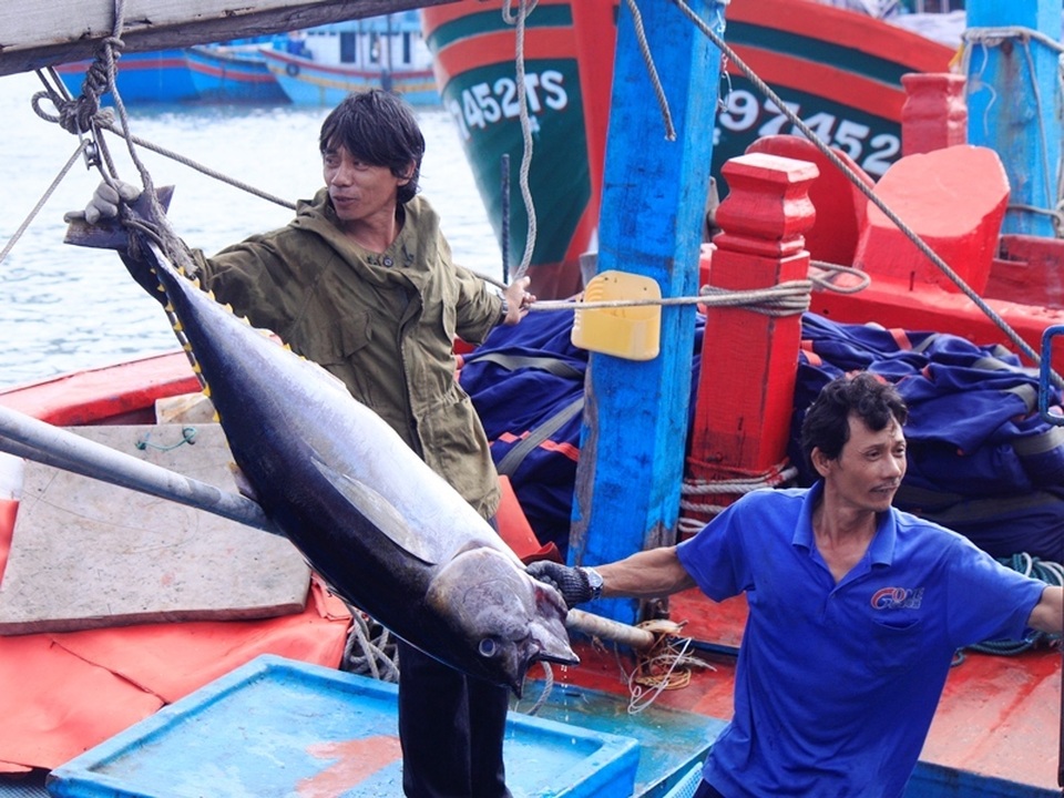 Bám biển xuyên Tết, ngư dân trúng đậm cá ngừ đại dương - 1 Bám biển xuyên Tết, ngư dân trúng đậm cá ngừ đại dương - 1