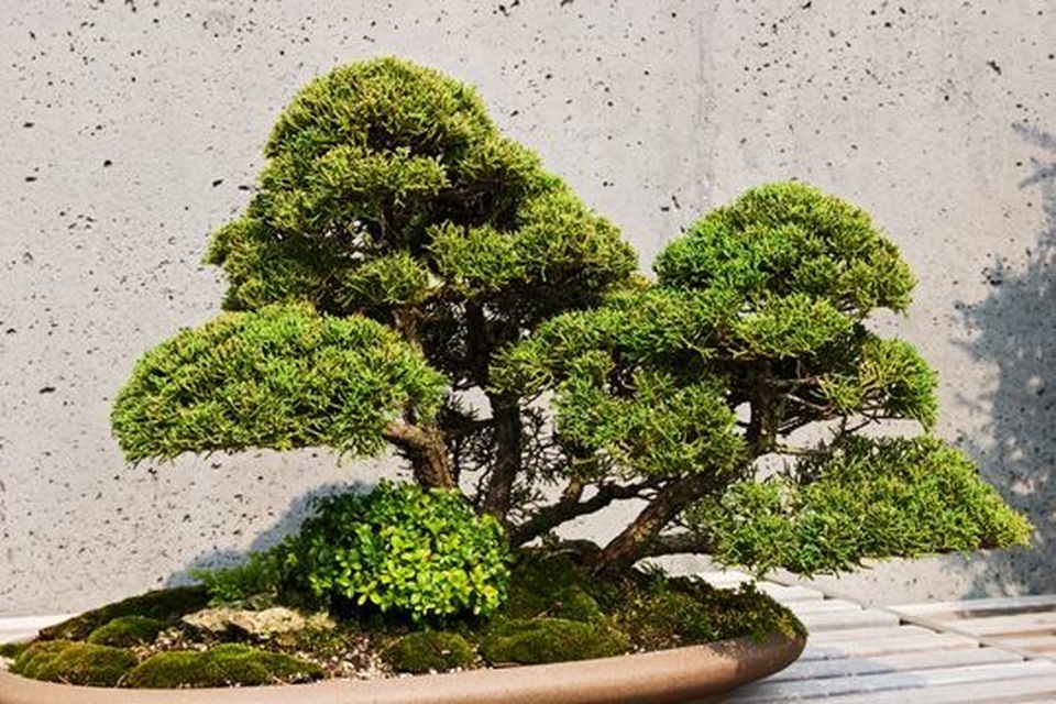 Loạt cây bonsai đắt giá bị đánh cắp, nghệ nhân xin kẻ trộm hãy chăm sóc cây tốt - 1 Loạt cây bonsai đắt giá bị đánh cắp, nghệ nhân xin kẻ trộm hãy chăm sóc cây tốt - 1