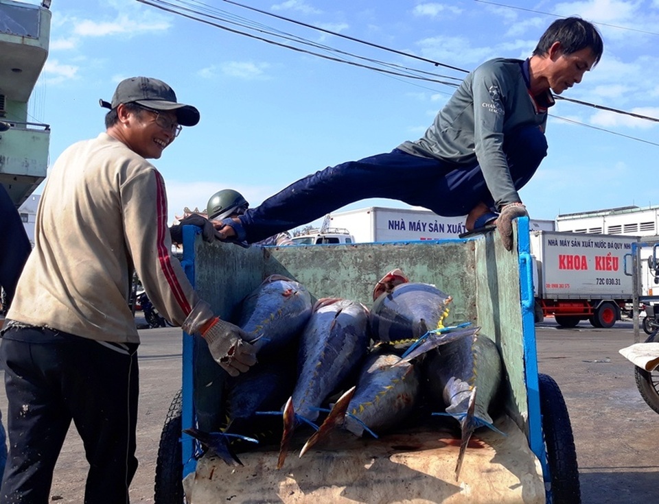 Bám biển xuyên Tết, ngư dân trúng đậm cá ngừ đại dương - 5 Bám biển xuyên Tết, ngư dân trúng đậm cá ngừ đại dương - 5