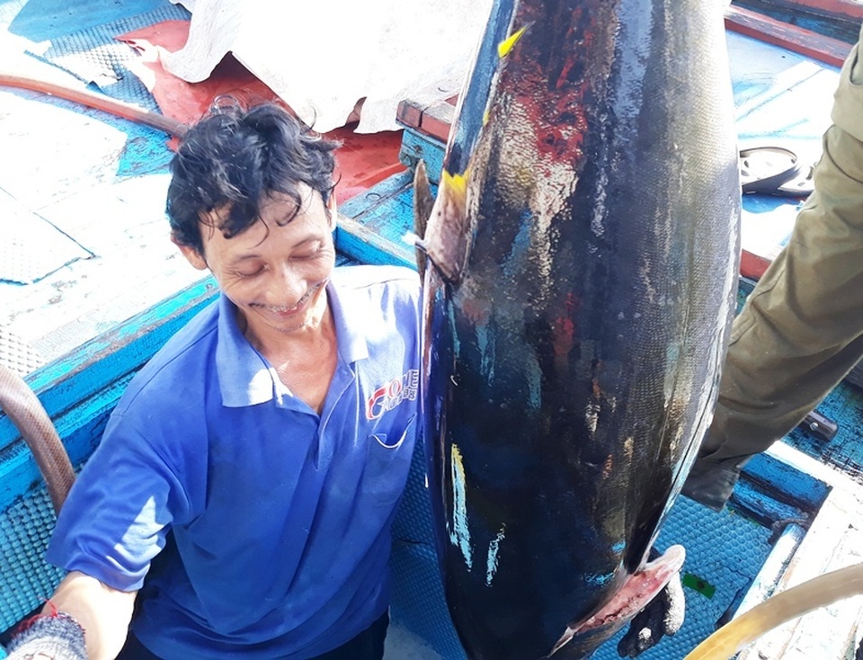 Bám biển xuyên Tết, ngư dân trúng đậm cá ngừ đại dương - 2 Bám biển xuyên Tết, ngư dân trúng đậm cá ngừ đại dương - 2