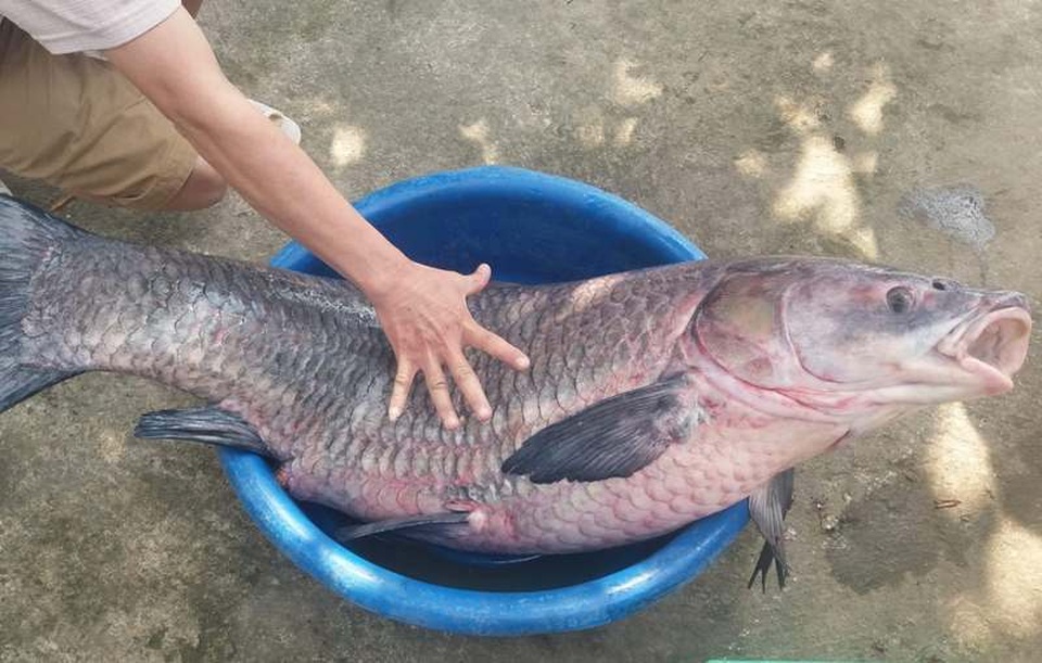 Bắt được trắm đen “khủng”, dài gần 1m, nặng hơn 33kg - 3 Bắt được trắm đen “khủng”, dài gần 1m, nặng hơn 33kg - 3