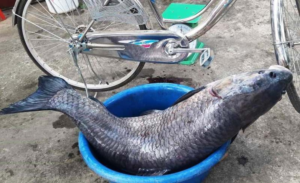 Bắt được trắm đen “khủng”, dài gần 1m, nặng hơn 33kg - 4 Bắt được trắm đen “khủng”, dài gần 1m, nặng hơn 33kg - 4