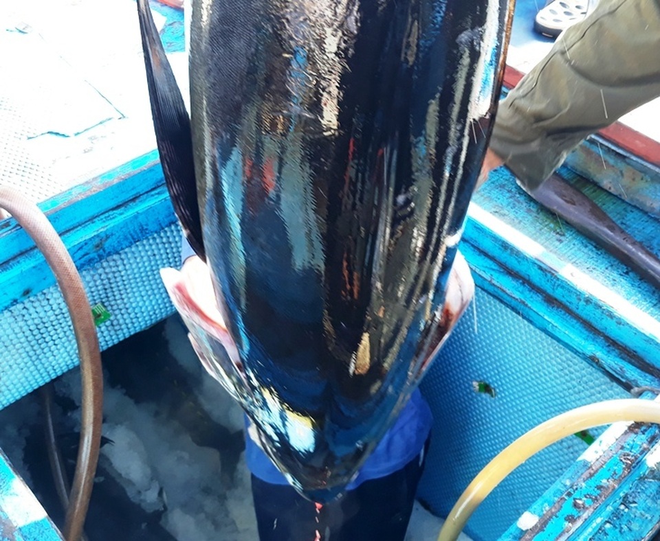 Bám biển xuyên Tết, ngư dân trúng đậm cá ngừ đại dương - 4 Bám biển xuyên Tết, ngư dân trúng đậm cá ngừ đại dương - 4
