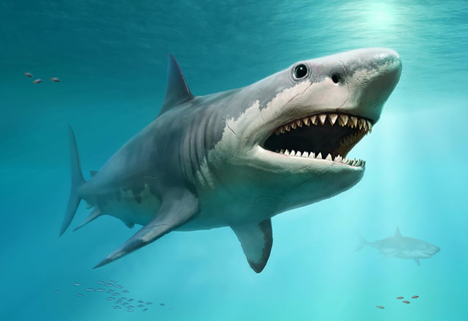 Cá mập trắng lớn đã quét sạch siêu cá mập Megalodon khổng lồ? - 1 Cá mập trắng lớn đã quét sạch siêu cá mập Megalodon khổng lồ? - 1