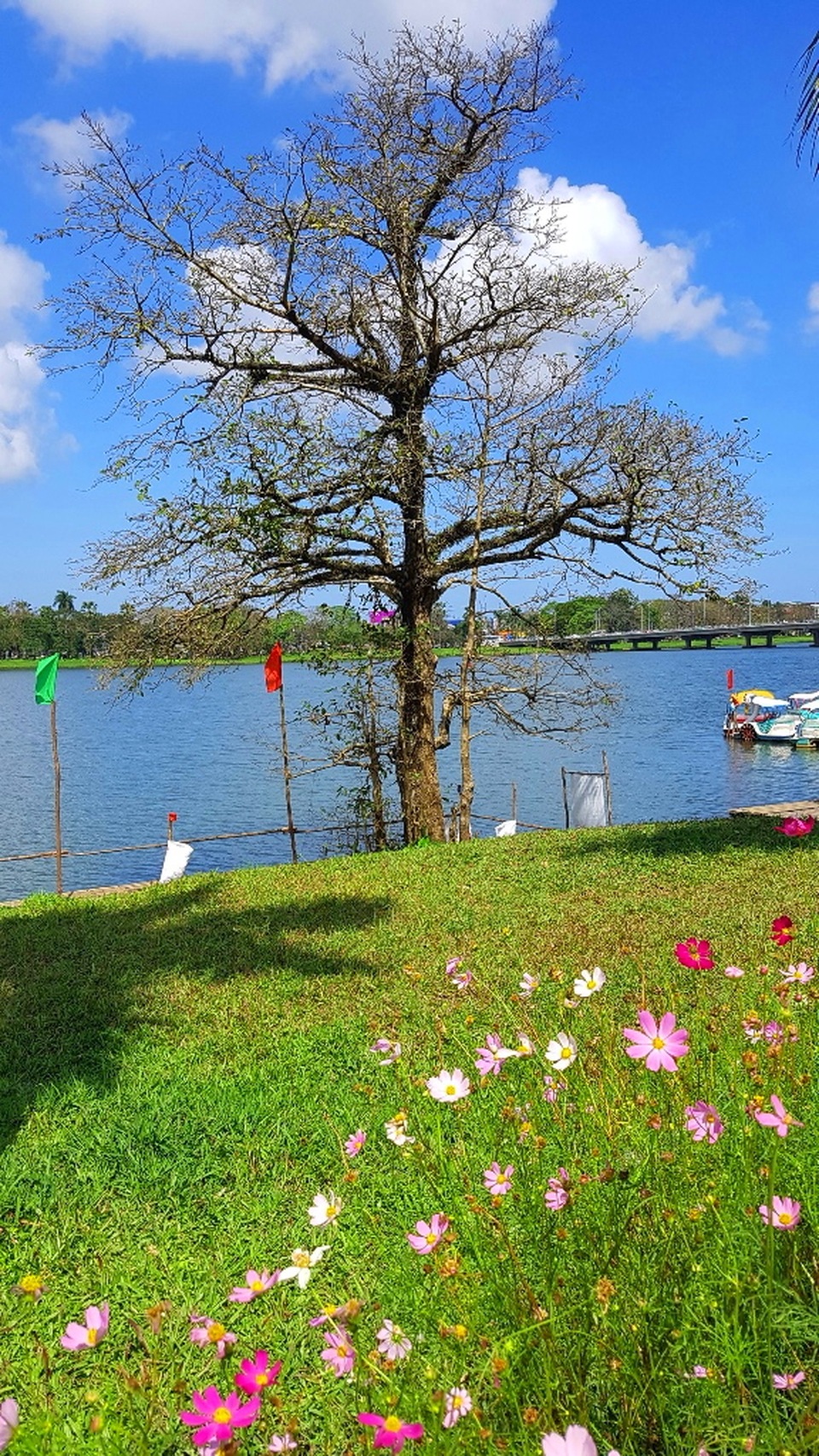 Ngắm Huế đẹp lạ lẫm trên những con đường đi bộ ven sông Hương - 9 Ngắm Huế đẹp lạ lẫm trên những con đường đi bộ ven sông Hương - 9