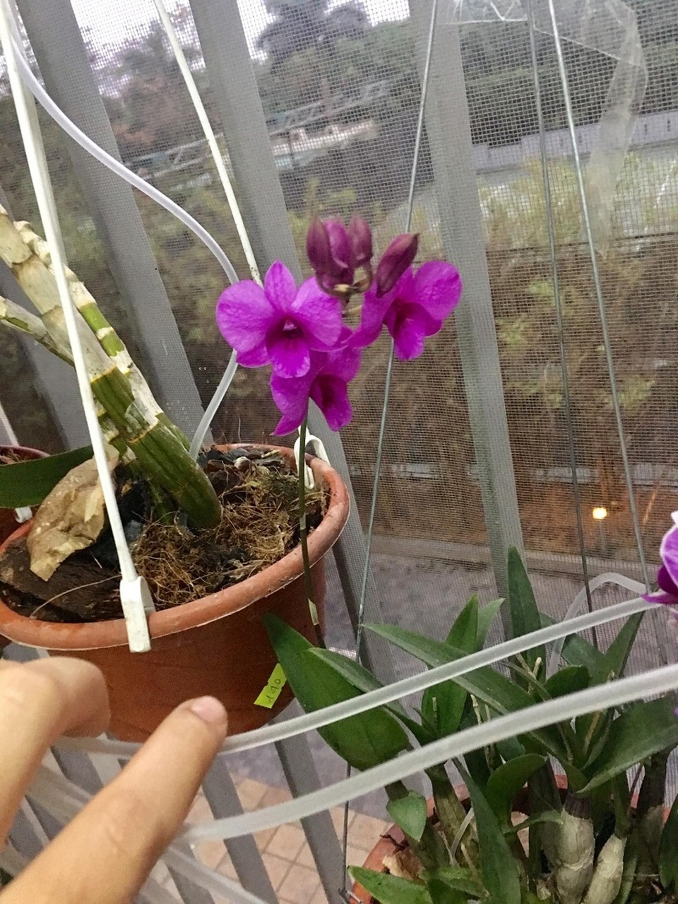 Hệ thống tưới cây từ dây truyền nước và chai nhựa gây sốt mạng - 7 Hệ thống tưới cây từ dây truyền nước và chai nhựa gây sốt mạng - 7