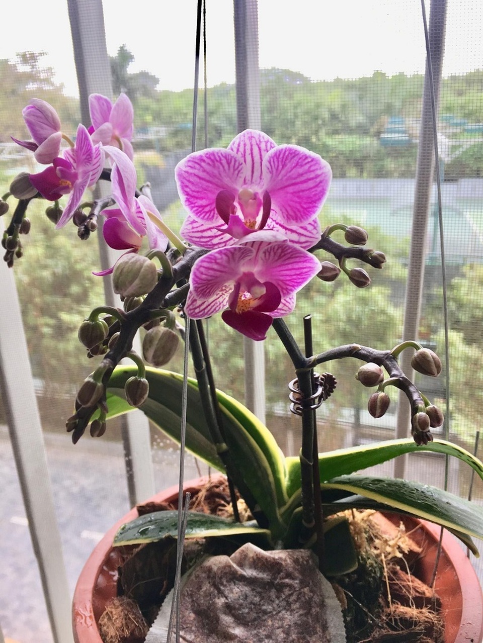 Hệ thống tưới cây từ dây truyền nước và chai nhựa gây sốt mạng - 3 Hệ thống tưới cây từ dây truyền nước và chai nhựa gây sốt mạng - 3