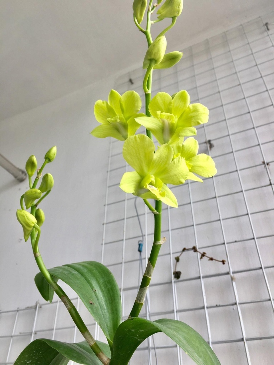 Hệ thống tưới cây từ dây truyền nước và chai nhựa gây sốt mạng - 5 Hệ thống tưới cây từ dây truyền nước và chai nhựa gây sốt mạng - 5