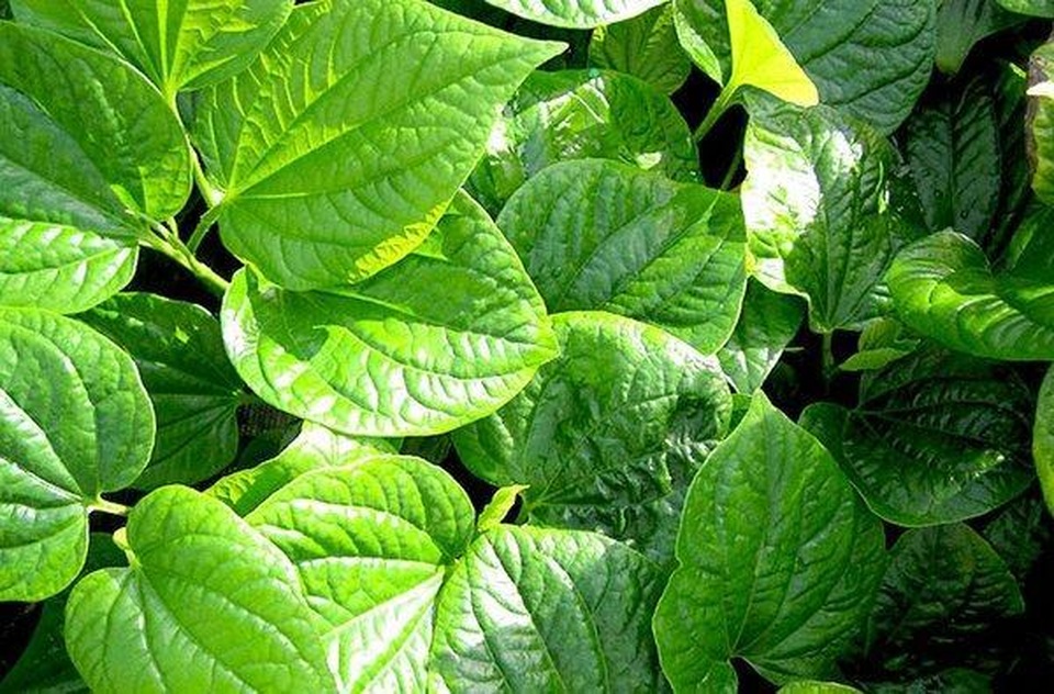 Đau nhức xương khớp toàn thân phải làm gì để cải thiện? - 2