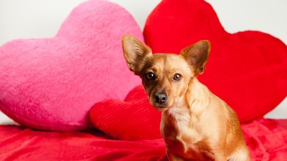 Dân Mỹ chi tới 751 triệu USD để mua thú cưng tặng người yêu dịp Valentine năm nay. Dân Mỹ chi tới 751 triệu USD để mua thú cưng tặng người yêu dịp Valentine năm nay.