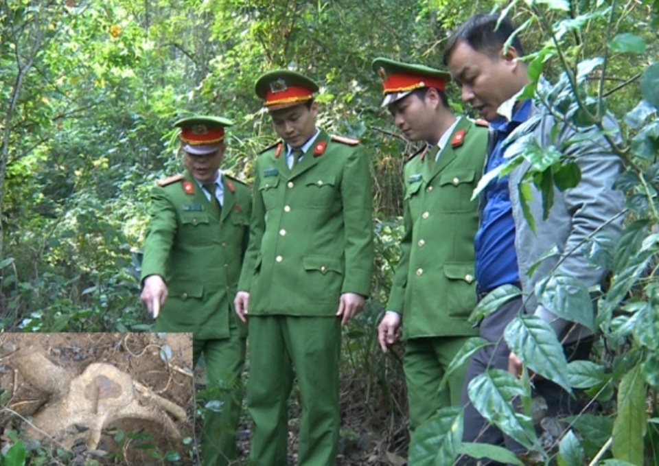 Nhiều cán bộ, chiến sĩ nguy cơ phơi nhiễm HIV khi bắt kẻ trộm cây sưa - 2