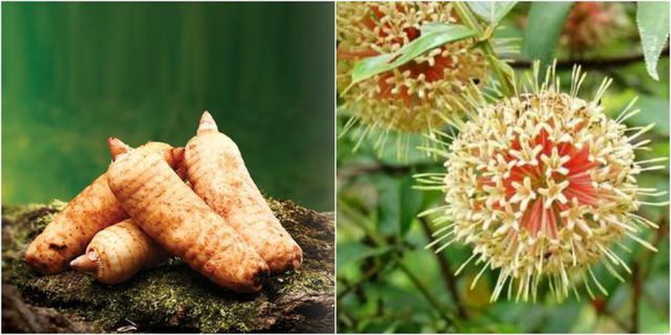 Sản phẩm Vương Lão Kiện - Hy vọng cho người run chân tay - 2 Sản phẩm Vương Lão Kiện - Hy vọng cho người run chân tay - 2