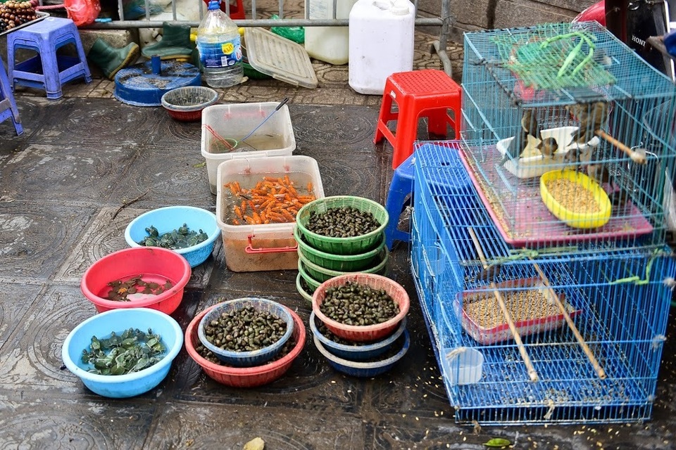 Cảnh mua bán tấp nập “rùa độc” làm lễ phóng sinh ngay trước cửa chùa - 6 Cảnh mua bán tấp nập “rùa độc” làm lễ phóng sinh ngay trước cửa chùa - 6