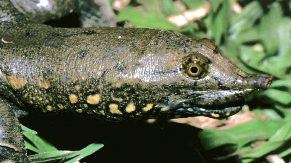 Phát hiện loài rùa mới ở miền trung Việt Nam - 1