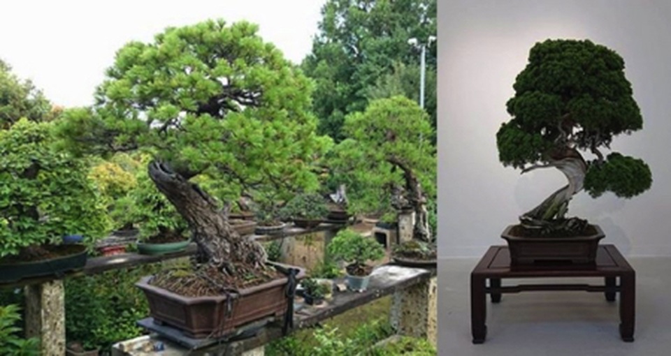 Sành cây cảnh, trộm “thó” luôn cây bonsai 400 tuổi trị giá hơn hai tỉ đồng - 1 Sành cây cảnh, trộm “thó” luôn cây bonsai 400 tuổi trị giá hơn hai tỉ đồng - 1