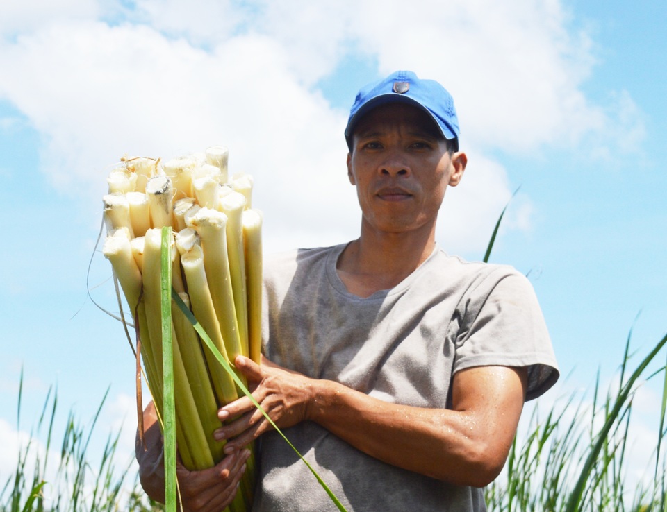 Cà Mau: Người dân kiếm nửa triệu/ngày với đặc sản bồn bồn sau Tết - 1 Cà Mau: Người dân kiếm nửa triệu/ngày với đặc sản bồn bồn sau Tết - 1