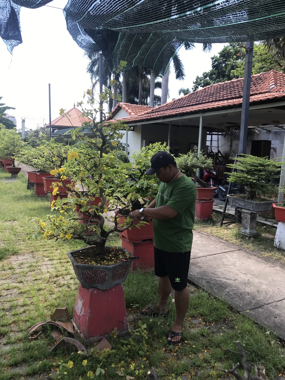 Nghệ nhân chia sẻ bí kíp chăm hoa mai sau Tết - 5 Nghệ nhân chia sẻ bí kíp chăm hoa mai sau Tết - 5