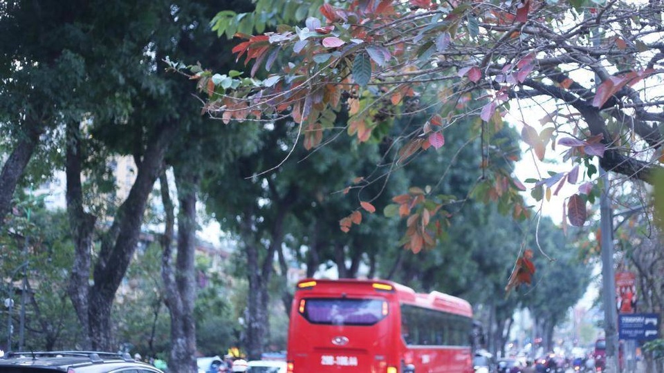 Nao lòng với Hà Nội mùa cây thay lá - 6