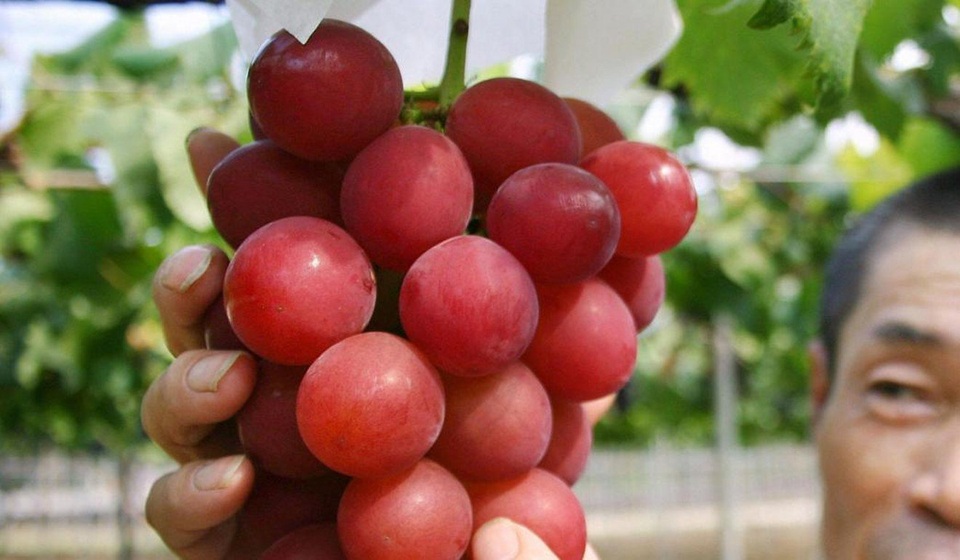 Quả dưa đắt tiền hơn 1 chiếc ô tô và 11 thực phẩm đắt giá nhất thế giới - 2 Quả dưa đắt tiền hơn 1 chiếc ô tô và 11 thực phẩm đắt giá nhất thế giới - 2