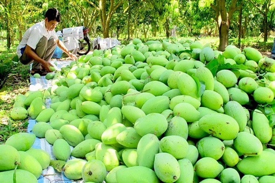 xoai viet nam.jpg xoai viet nam.jpg