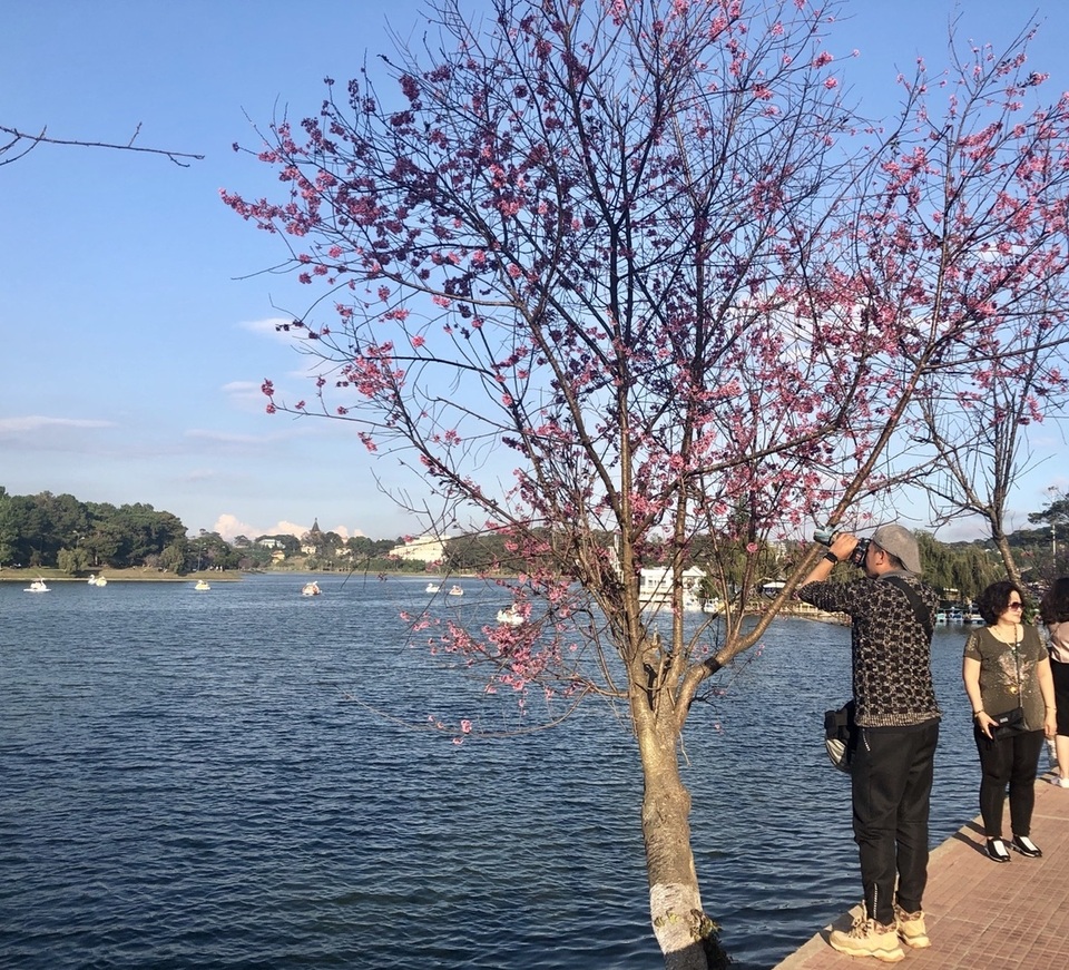 Mê mẩn trước vẻ đẹp quyến rũ của mai anh đào Đà Lạt  - 10