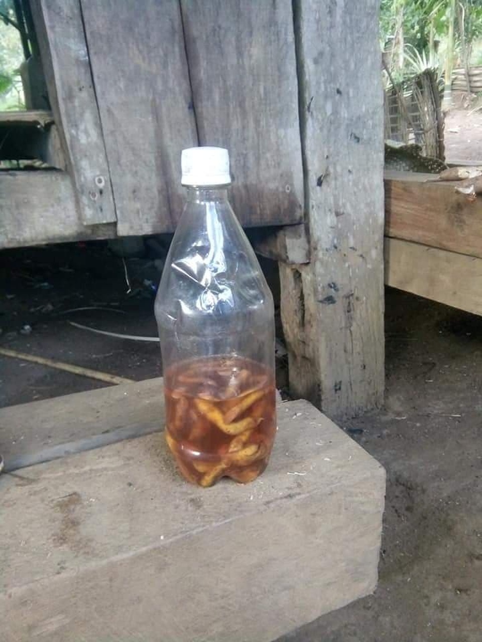 ngộ độc vì uống rượu ngâm rễ, lá cây rừng ngộ độc vì uống rượu ngâm rễ, lá cây rừng