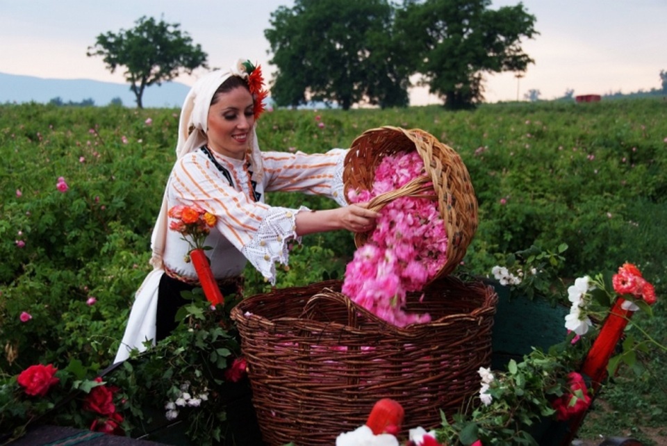 Ngành “công nghiệp hoa hồng” Bulgaria thu hút nhà đầu tư trên toàn thế giới - 1 Ngành “công nghiệp hoa hồng” Bulgaria thu hút nhà đầu tư trên toàn thế giới - 1