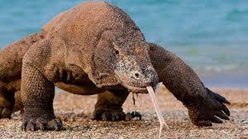 Cặp rồng Komodo chiến đấu nảy lửa, phớt lờ sự có mặt của du khách - 1 Cặp rồng Komodo chiến đấu nảy lửa, phớt lờ sự có mặt của du khách - 1