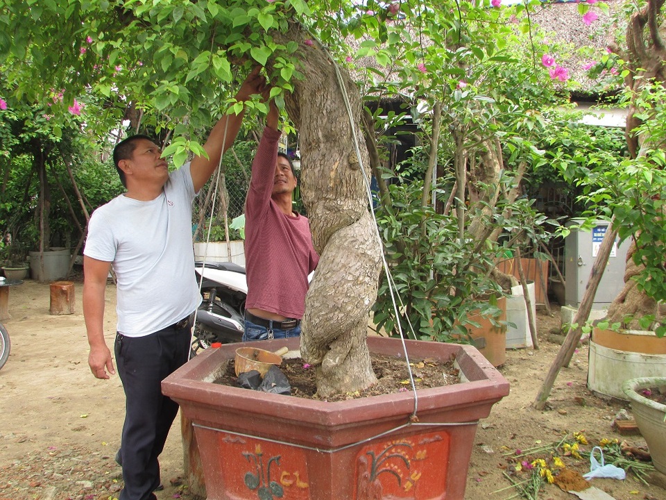 Đà Nẵng: Kiếm nửa tỷ đồng mỗi năm từ nghề săn cây cảnh - 2 Đà Nẵng: Kiếm nửa tỷ đồng mỗi năm từ nghề săn cây cảnh - 2