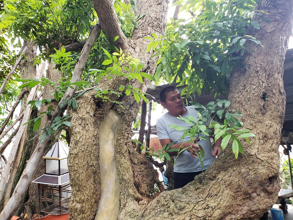 Đà Nẵng: Kiếm nửa tỷ đồng mỗi năm từ nghề săn cây cảnh - 3 Đà Nẵng: Kiếm nửa tỷ đồng mỗi năm từ nghề săn cây cảnh - 3