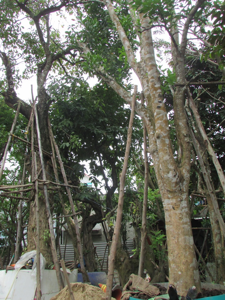 Đà Nẵng: Kiếm nửa tỷ đồng mỗi năm từ nghề săn cây cảnh - 4 Đà Nẵng: Kiếm nửa tỷ đồng mỗi năm từ nghề săn cây cảnh - 4