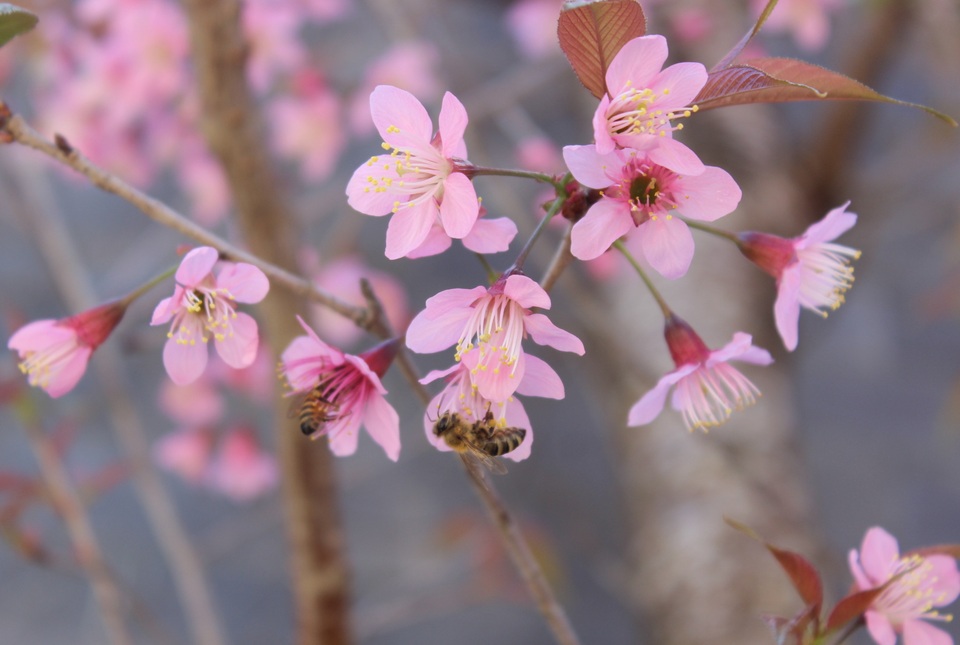 Mê mẩn trước vẻ đẹp quyến rũ của mai anh đào Đà Lạt  - 8