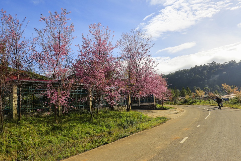 Mê mẩn trước vẻ đẹp quyến rũ của mai anh đào Đà Lạt  - 2