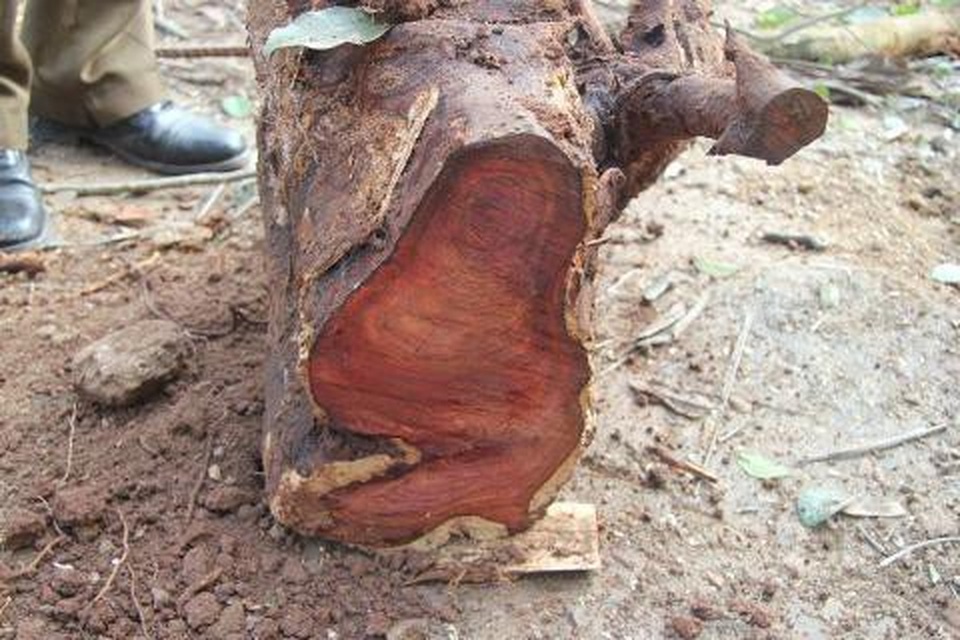 Người dân bất an, lo lắng chờ ngày bán đấu giá cây sưa “trăm tỷ” - 5 Người dân bất an, lo lắng chờ ngày bán đấu giá cây sưa “trăm tỷ” - 5