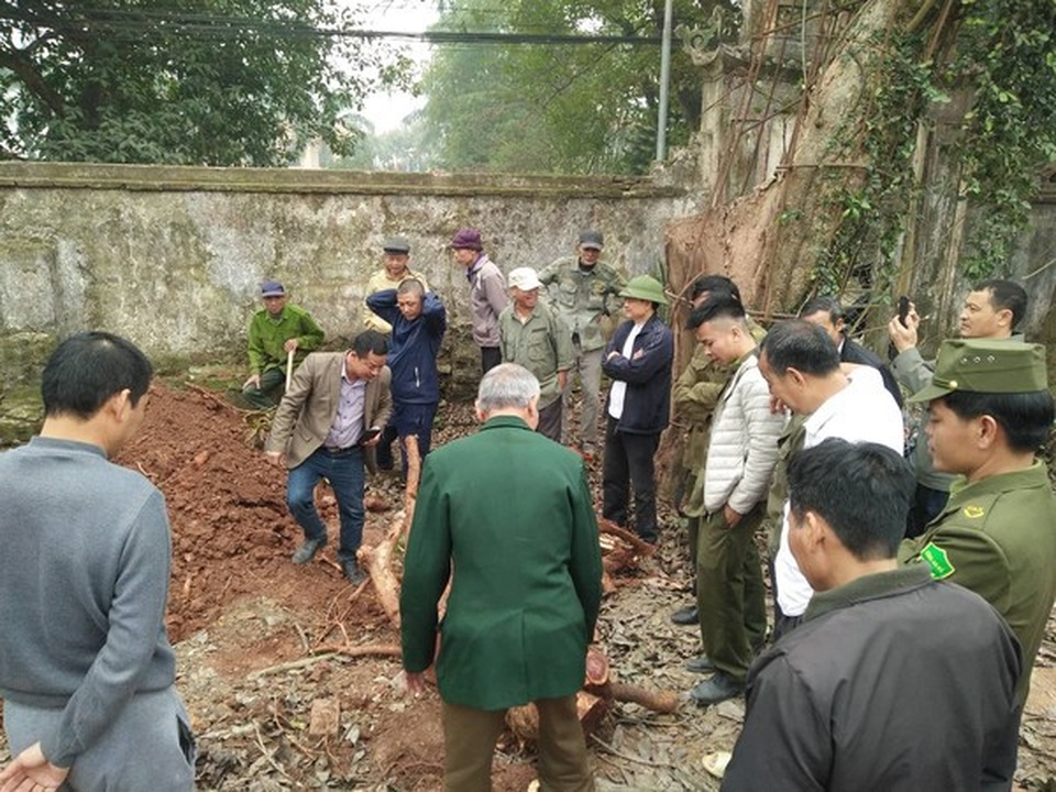 Người dân bất an, lo lắng chờ ngày bán đấu giá cây sưa “trăm tỷ” - 6 Người dân bất an, lo lắng chờ ngày bán đấu giá cây sưa “trăm tỷ” - 6