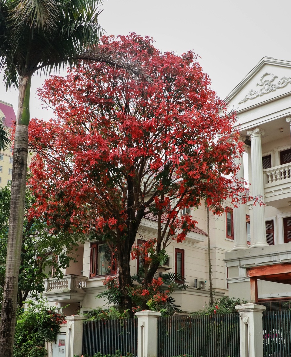 Sắc xuân căng tràn tại phố tây Ciputra Hanoi - 2 Sắc xuân căng tràn tại phố tây Ciputra Hanoi - 2