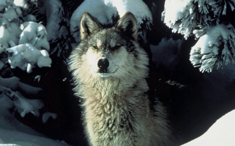 Chó sói đang quay lại Đức vô tình nhờ… quân đội - 1 Chó sói đang quay lại Đức vô tình nhờ… quân đội - 1