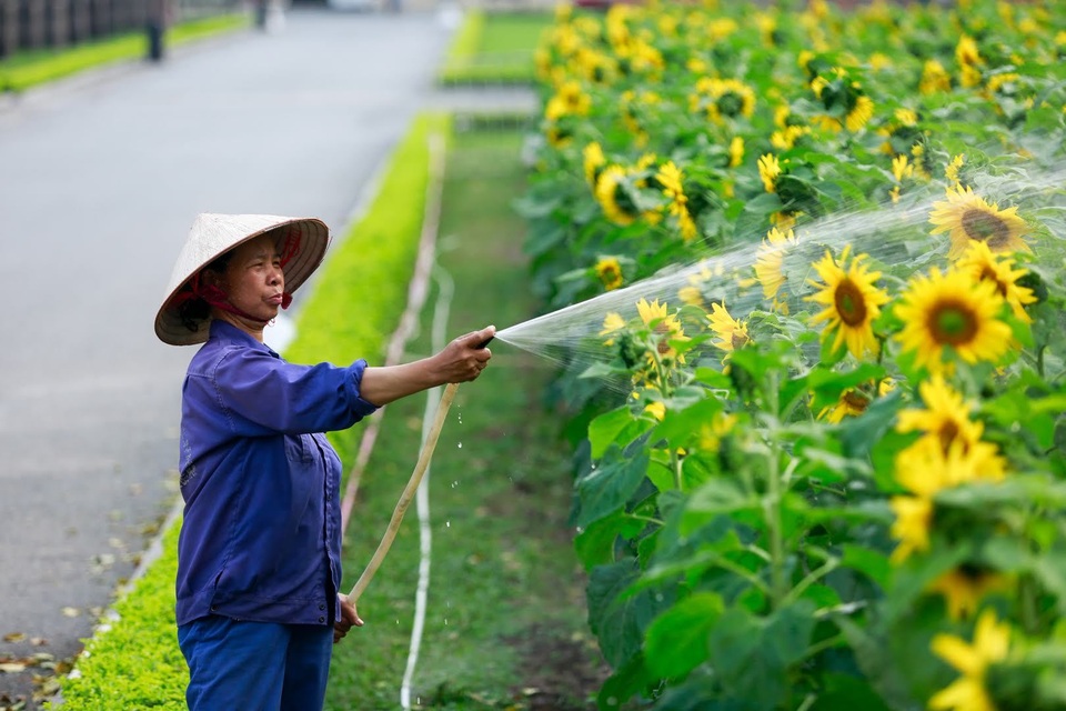 hoa huong duong o hoang thanh thang long-17.jpg