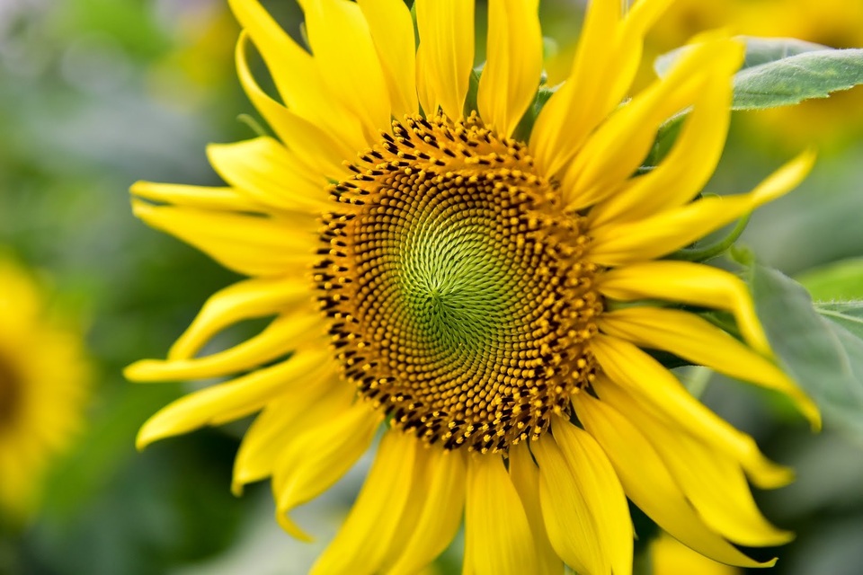 hoa huong duong o hoang thanh thang long-21.jpg