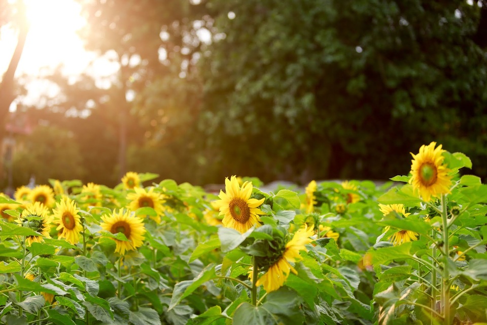 hoa huong duong o hoang thanh thang long-25.jpg