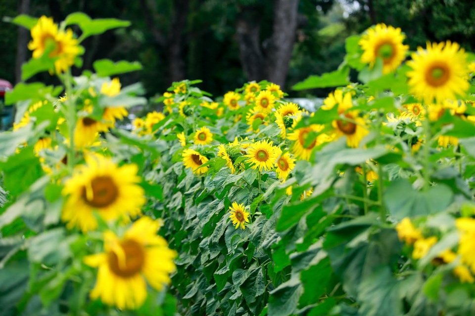 hoa huong duong o hoang thanh thang long-29.jpg