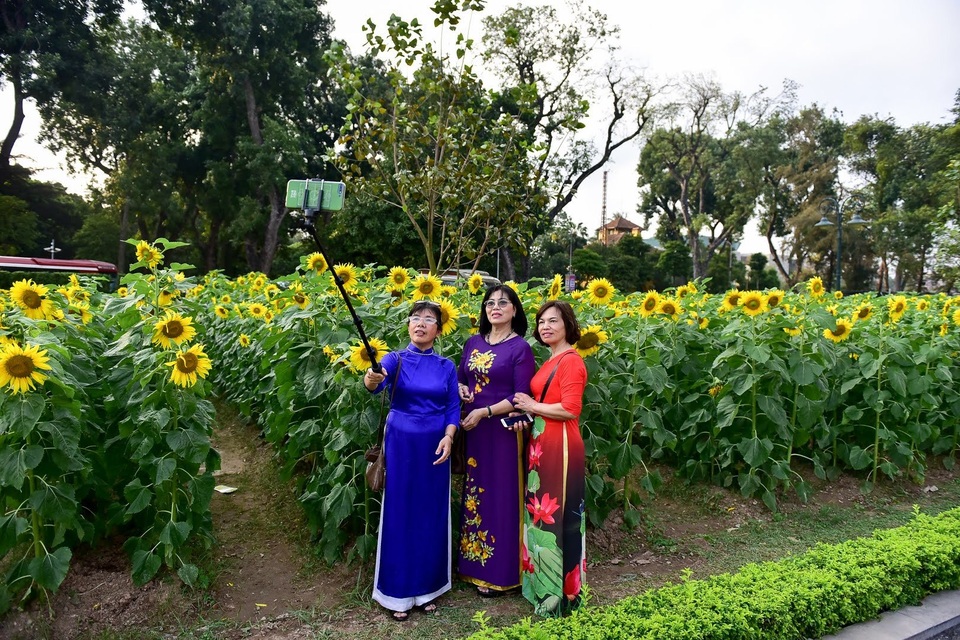 hoa huong duong o hoang thanh thang long-8.jpg