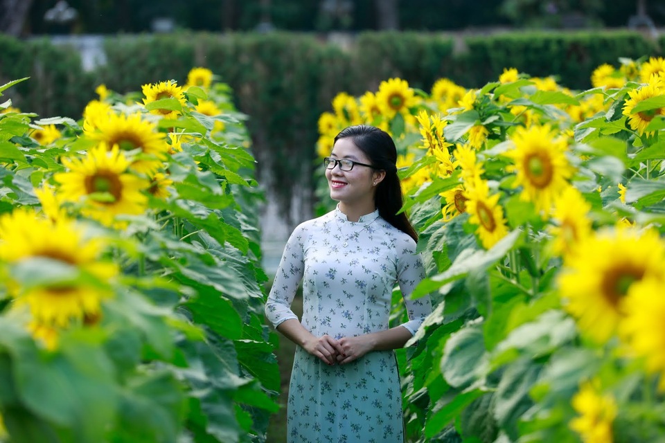 hoa huong duong o hoang thanh thang long-9.jpg