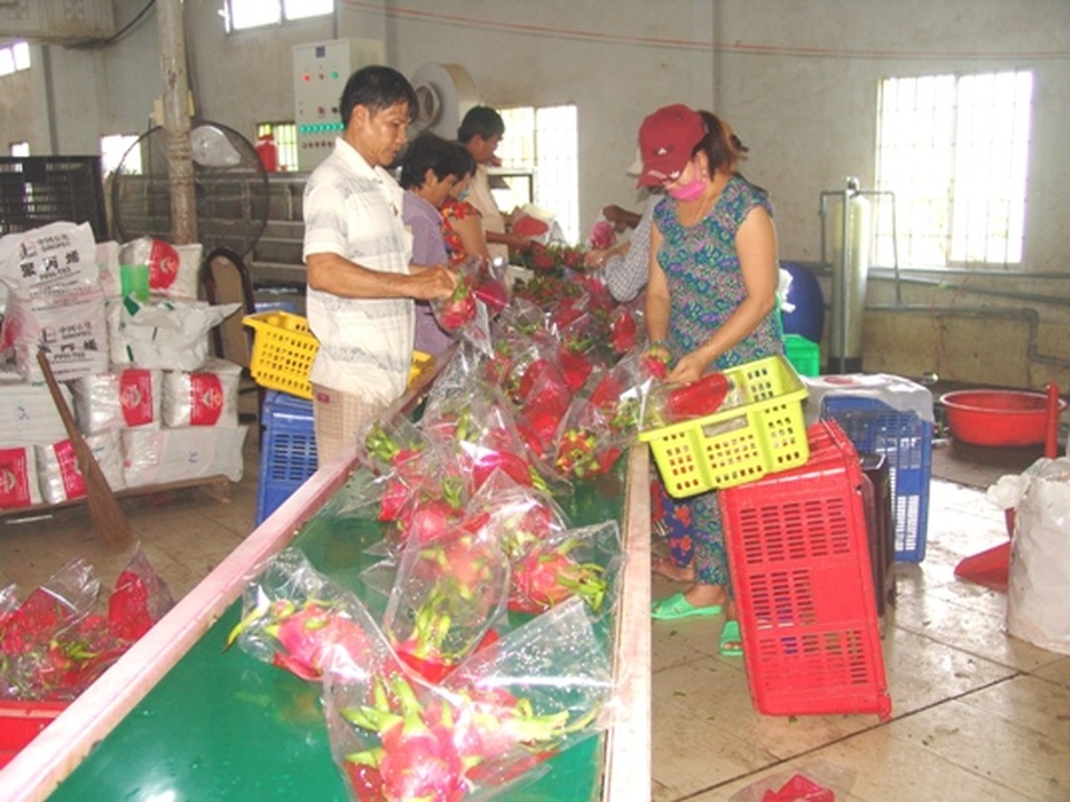 Thực hư thương lái Trung Quốc thâu tóm cơ sở thu mua thanh long - 4 Thực hư thương lái Trung Quốc thâu tóm cơ sở thu mua thanh long - 4