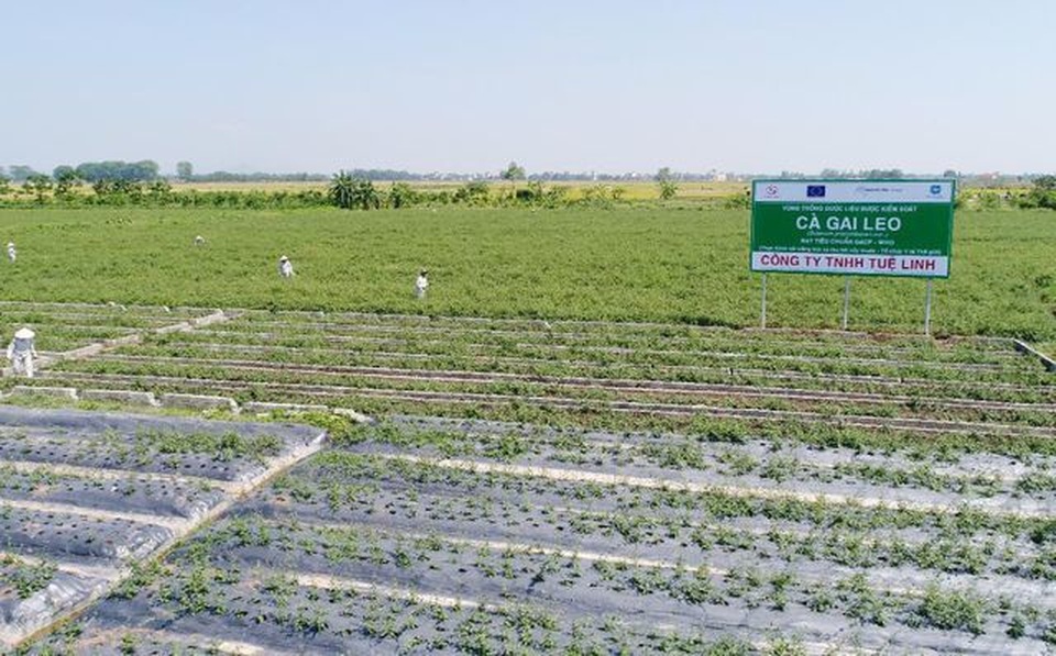 Người tiêu dùng thông thái nên chọn như thế nào trước cơn ác mộng dược liệu kém chất lượng? - 2