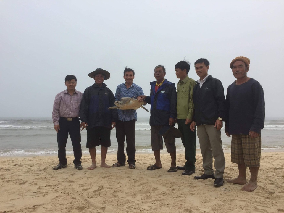 Thả rùa biển quý hiếm vướng lưới ngư dân về tự nhiên - 1