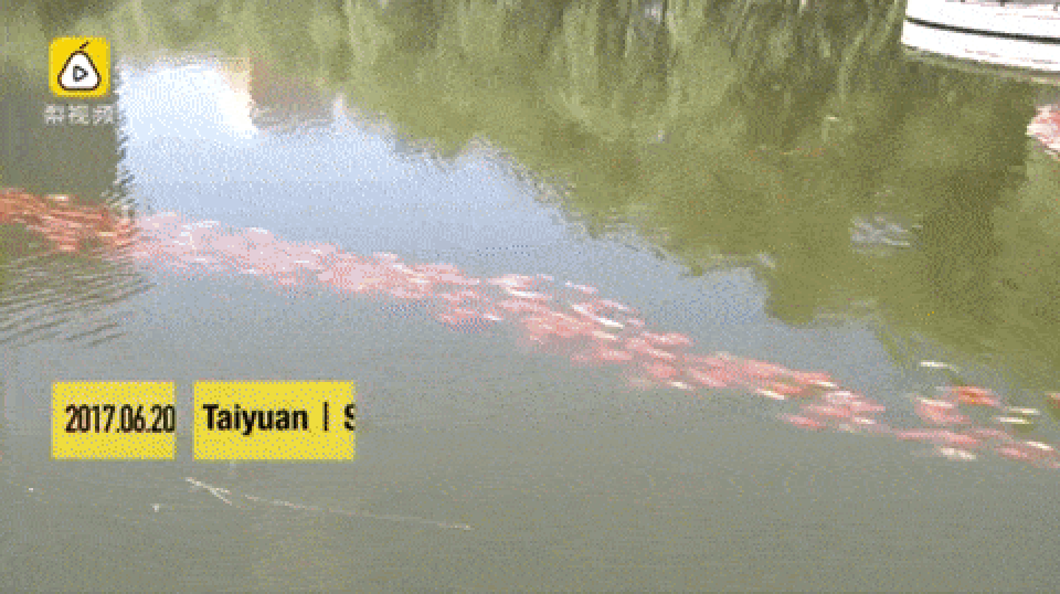 anh-dong-hai-huoc-14.gif anh-dong-hai-huoc-14.gif