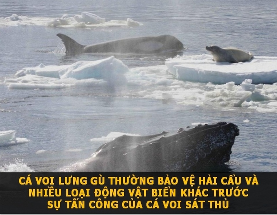 Những sự thật “đẹp” về thế giới cho ngày đầu tuần thêm niềm vui! - 2 Những sự thật “đẹp” về thế giới cho ngày đầu tuần thêm niềm vui! - 2