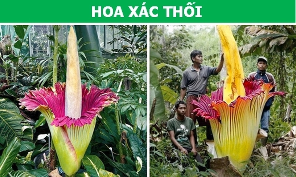 thuc_vat_1.jpg thuc_vat_1.jpg